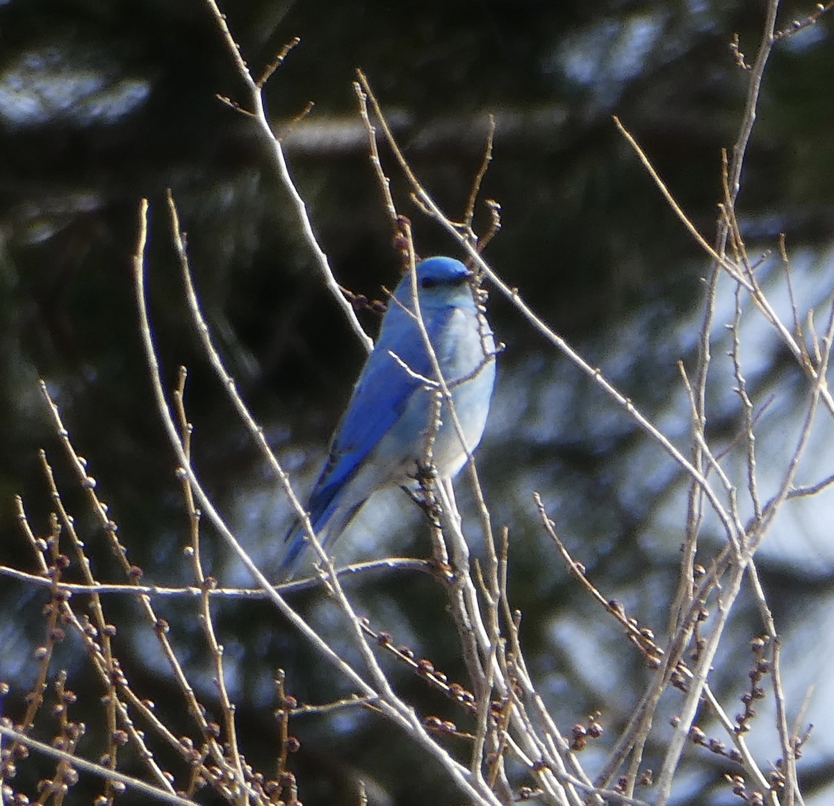 Mountain Bluebird - ML425617071