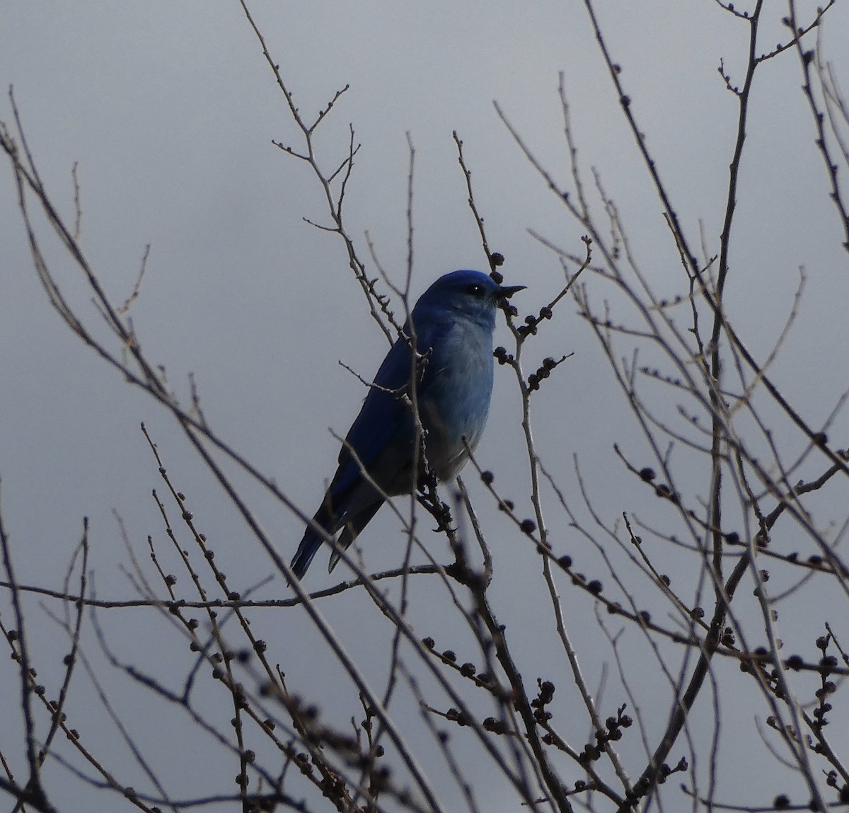 Mountain Bluebird - ML425617091