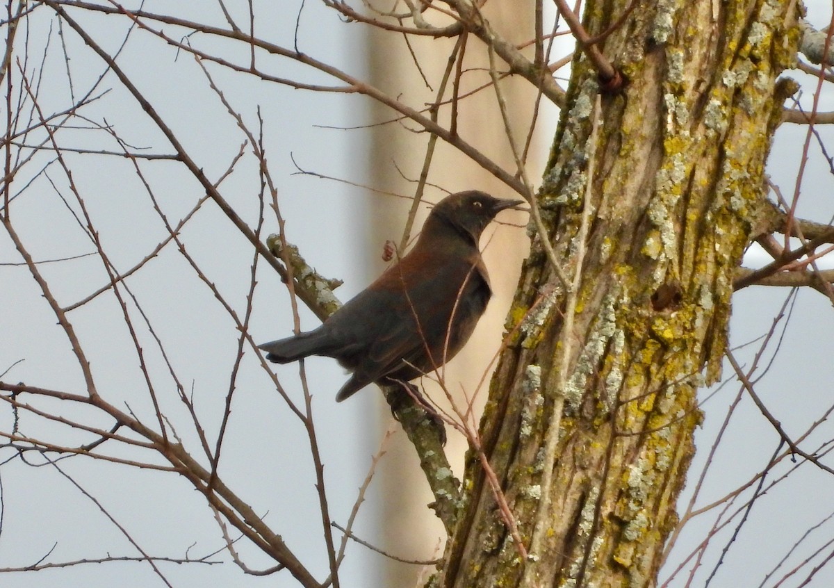 Rusty Blackbird - ML425617201