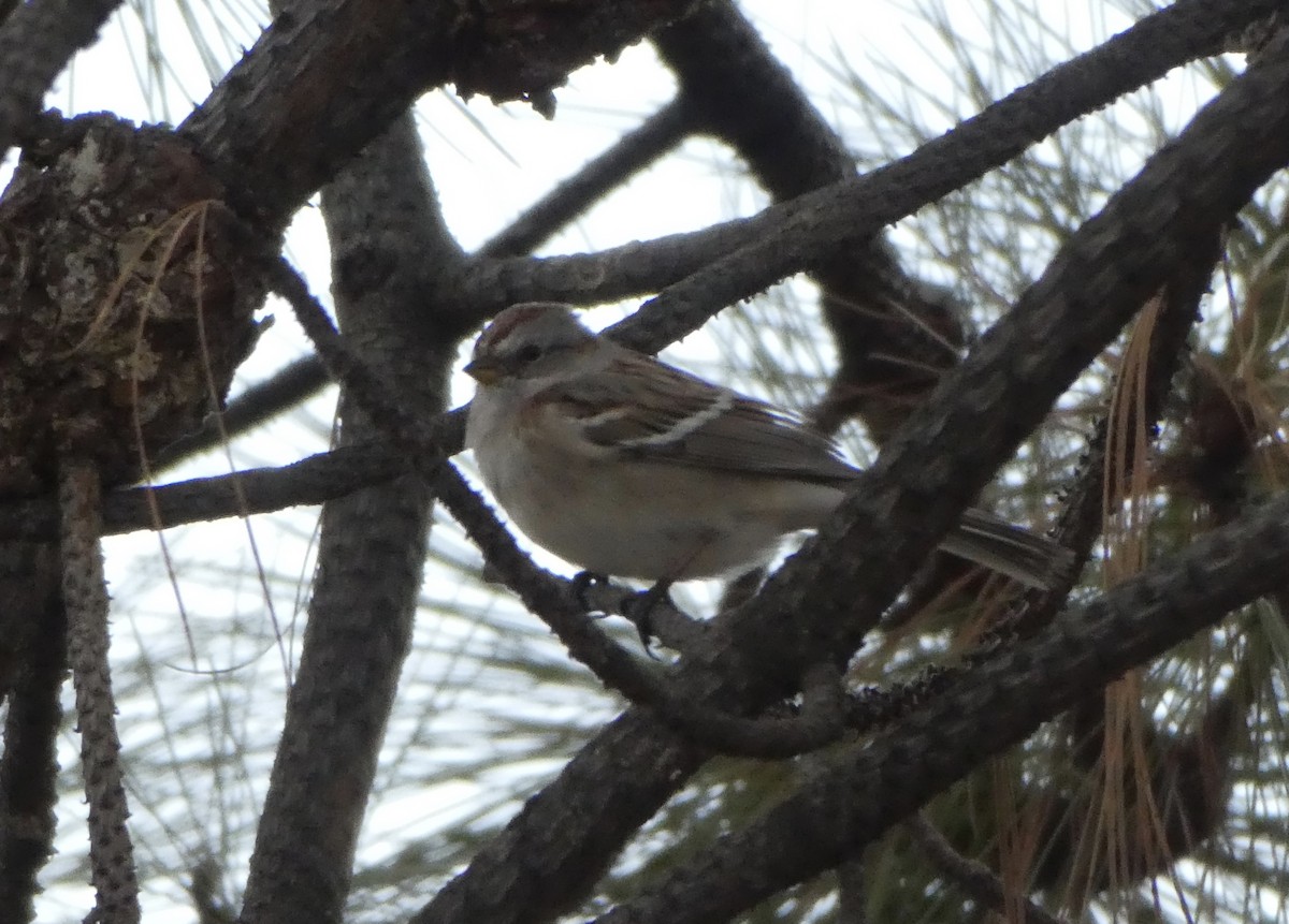 American Tree Sparrow - ML425617221