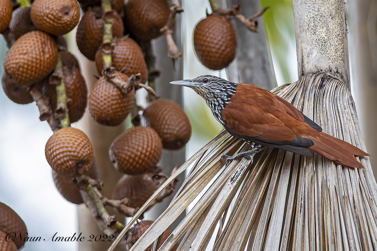 Point-tailed Palmcreeper - ML425618501