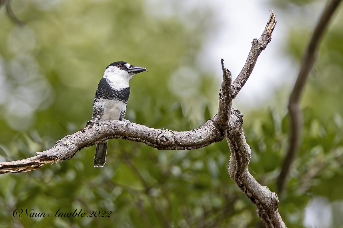 Guianan Puffbird - ML425619821