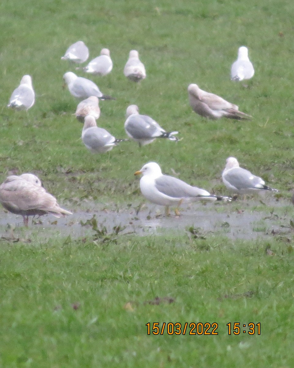 California Gull - ML425619961