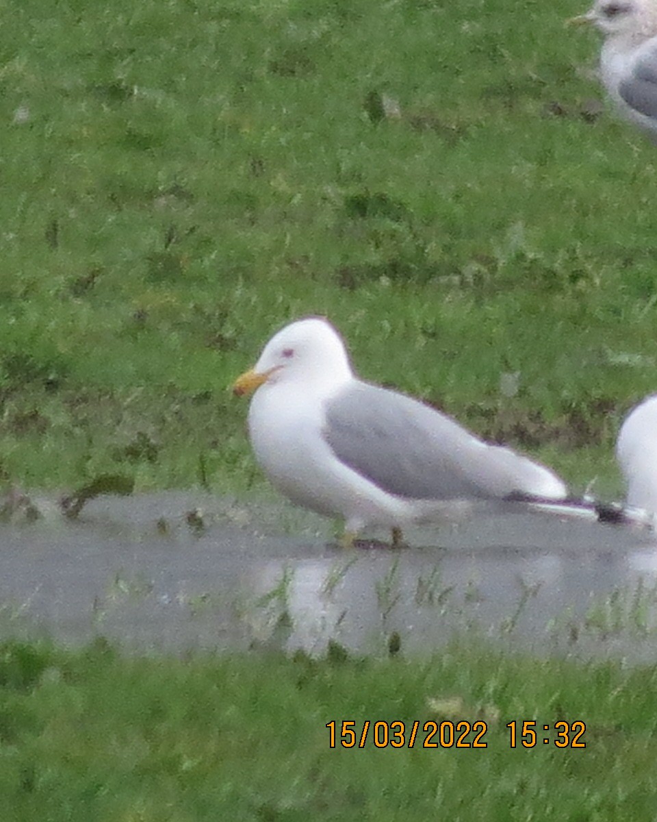 California Gull - ML425620071