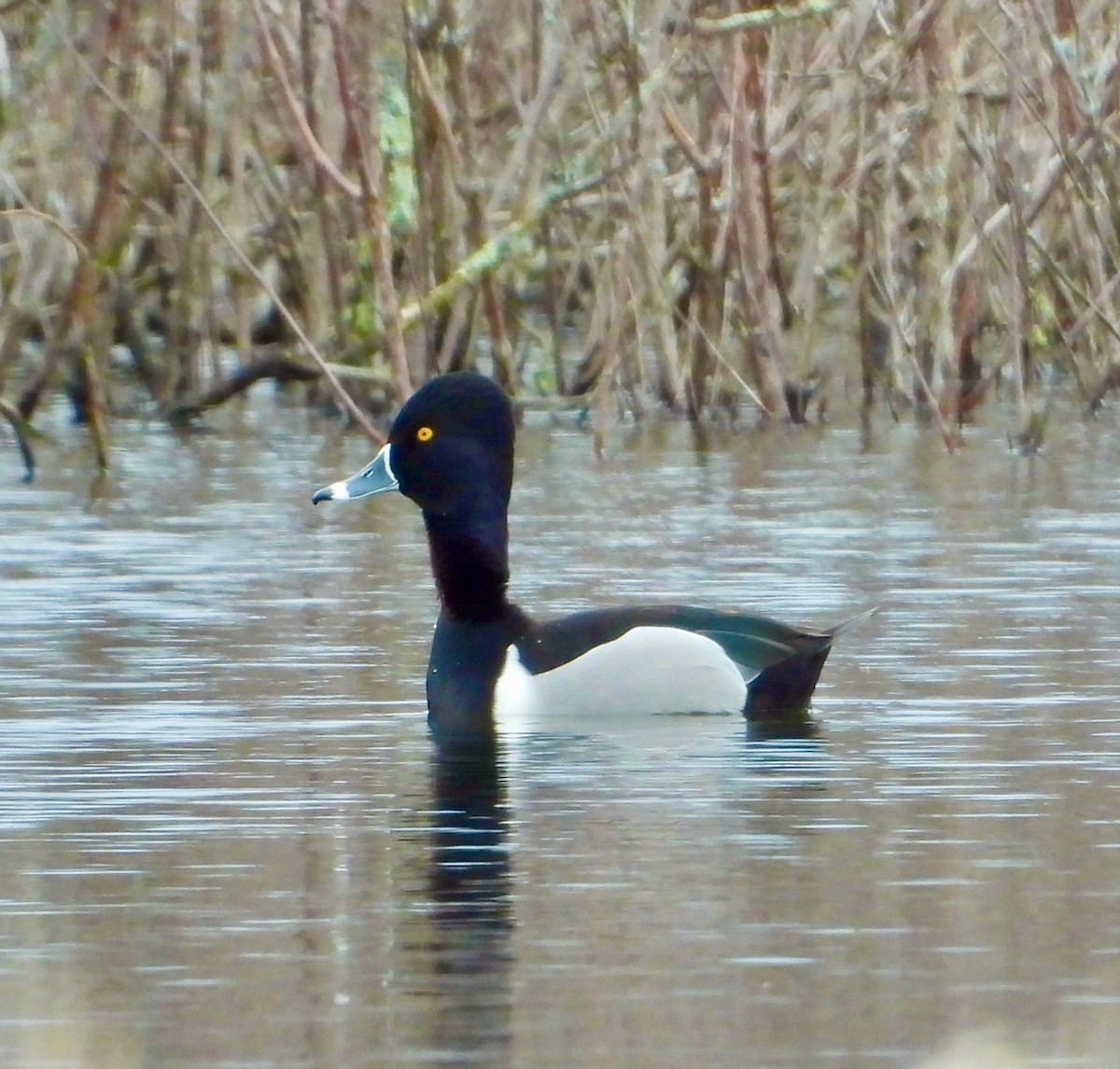 Ring-necked Duck - ML425620681
