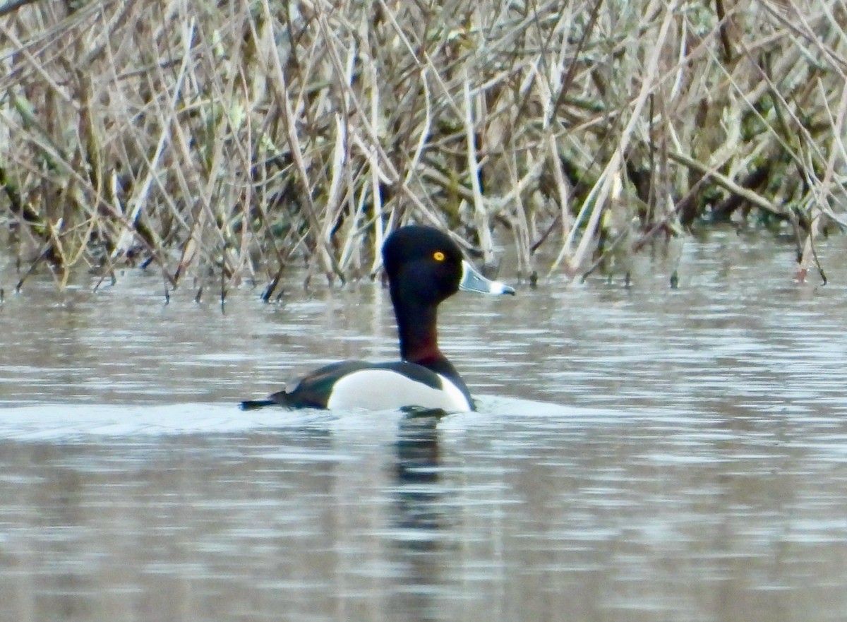 Ring-necked Duck - ML425620691