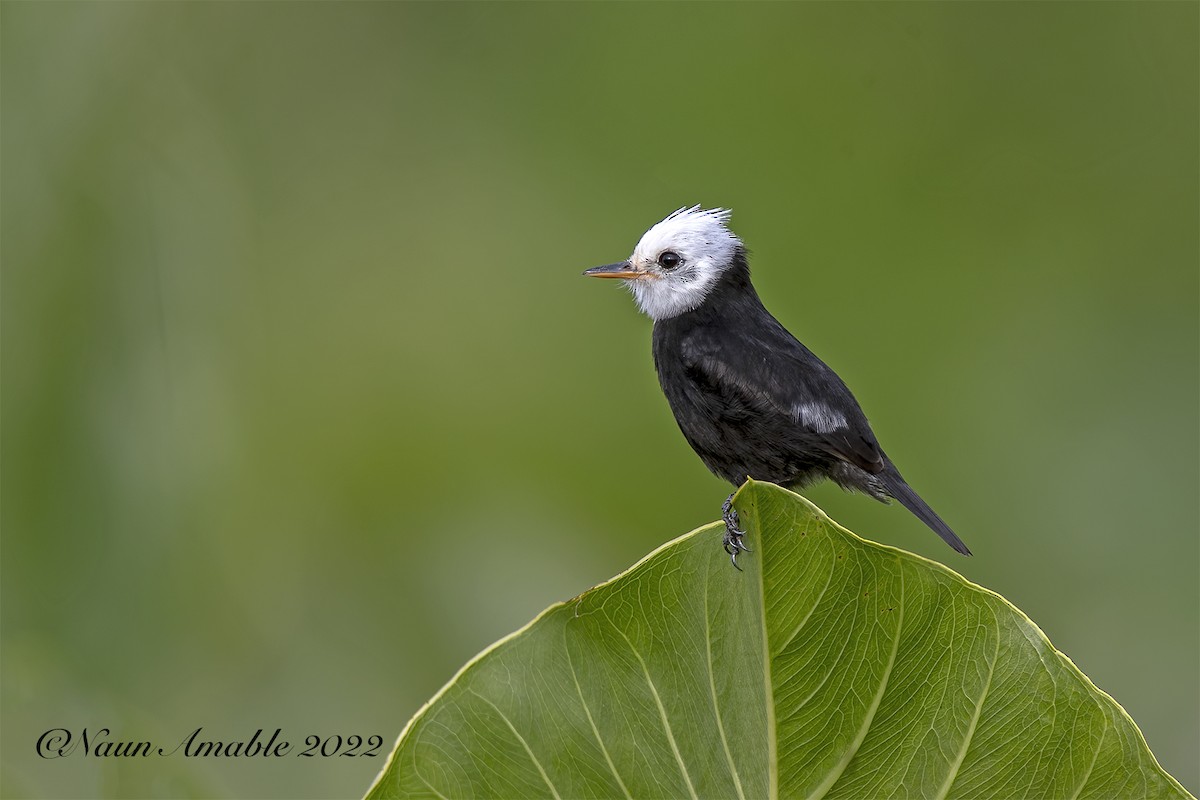 White-headed Marsh Tyrant - ML425621801