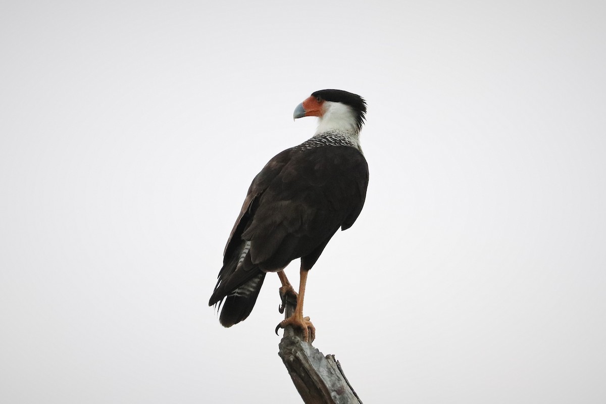 Crested Caracara (Northern) - ML425621941