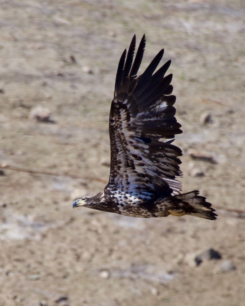 Bald Eagle - ML425623151