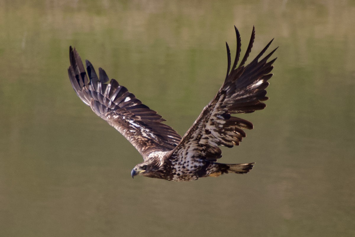 Bald Eagle - ML425623171