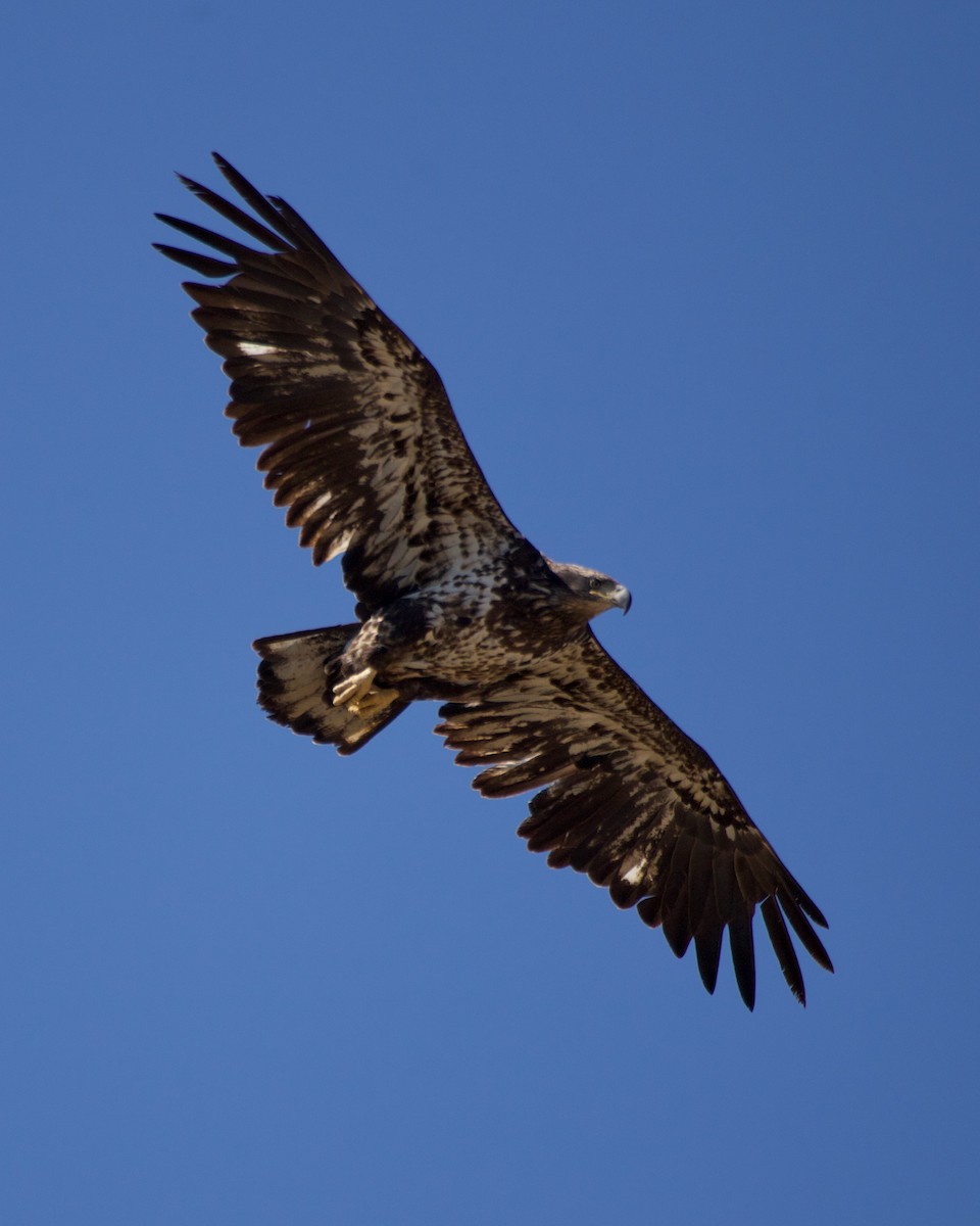 Bald Eagle - ML425623181