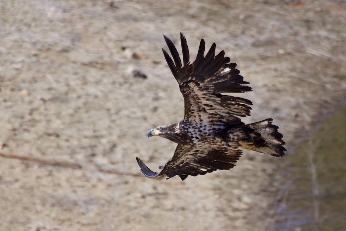 Bald Eagle - ML425623211