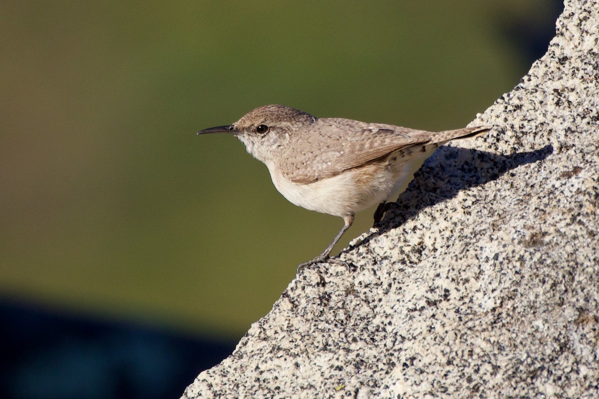 Rock Wren - Chris D'Amico