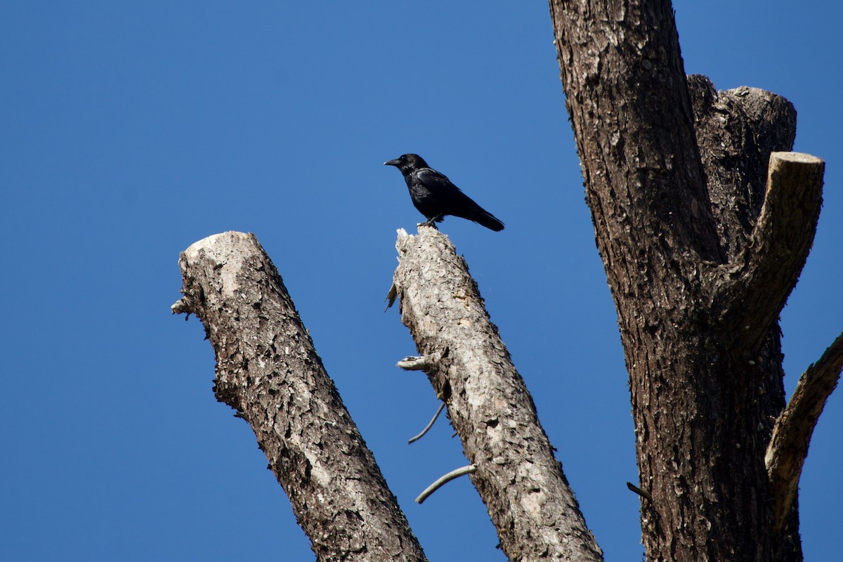 Common Raven - ML425623371