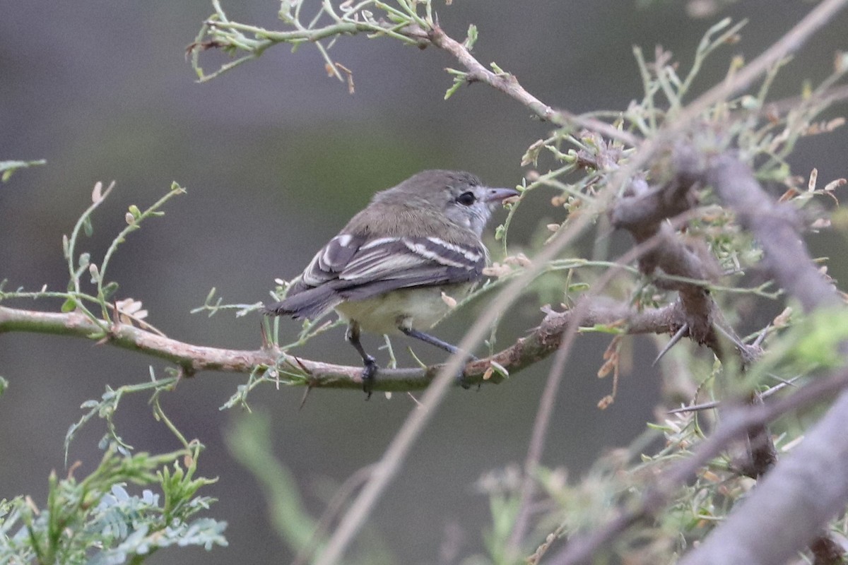 Slender-billed Tyrannulet - ML425624381