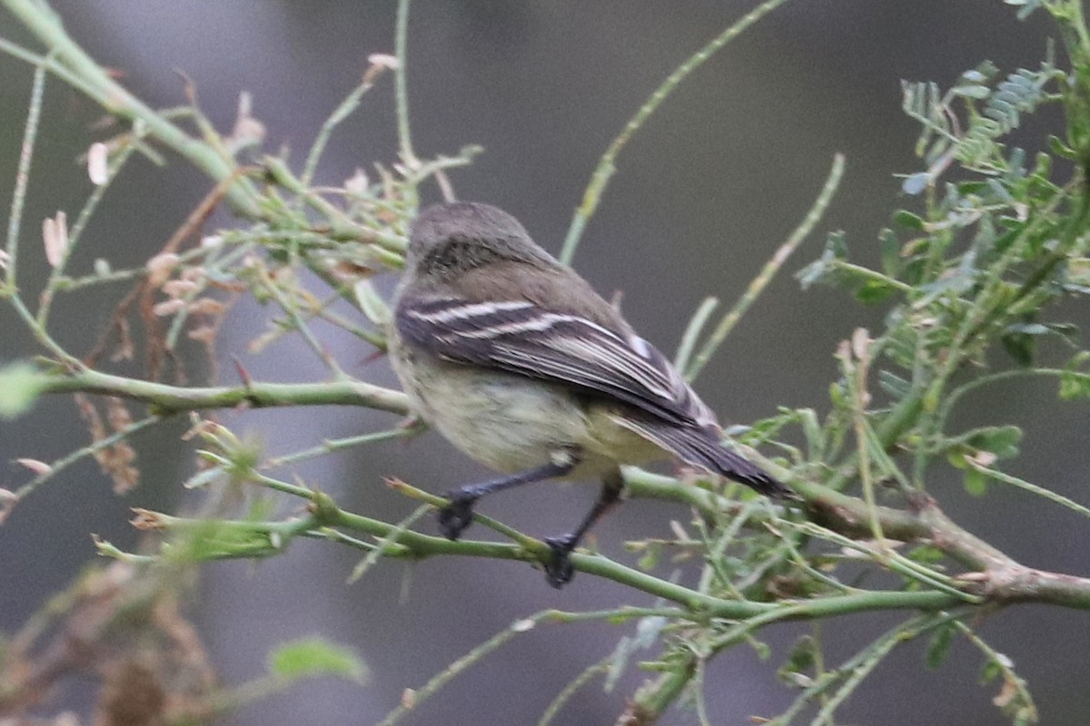 Slender-billed Tyrannulet - ML425624391