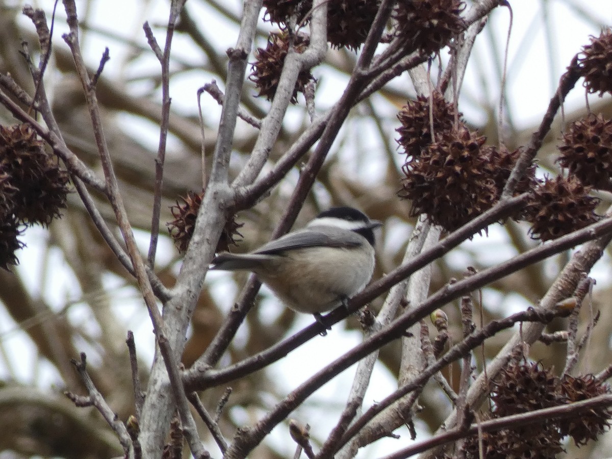 Carolina Chickadee - ML425624591