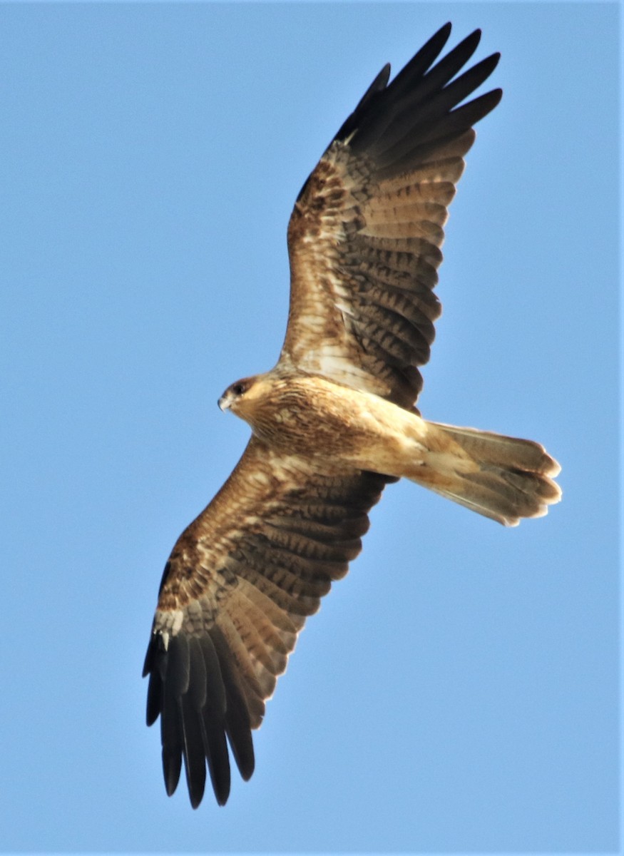 Whistling Kite - ML425625111