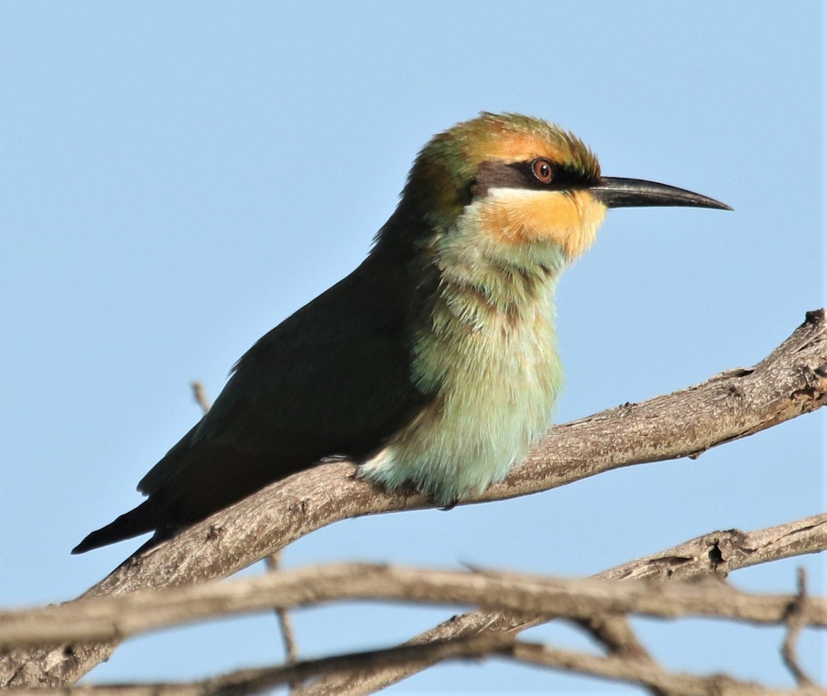 Rainbow Bee-eater - ML425625141