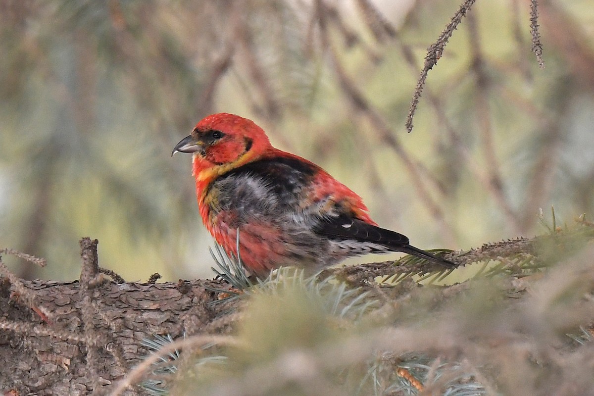 White-winged Crossbill - ML425625161