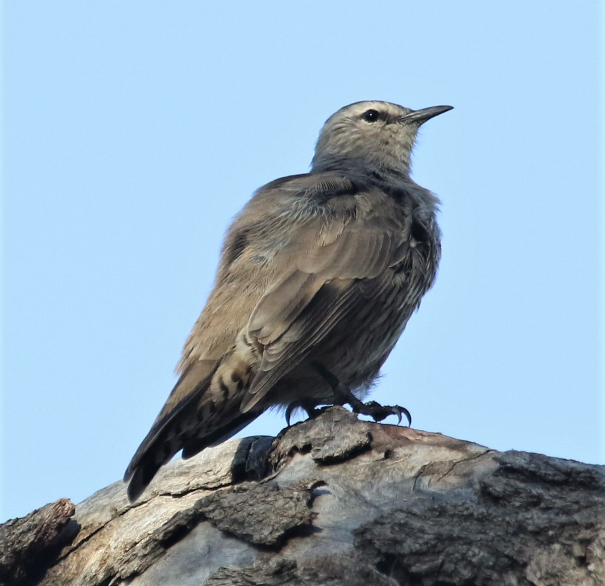 Brown Treecreeper - ML425625221