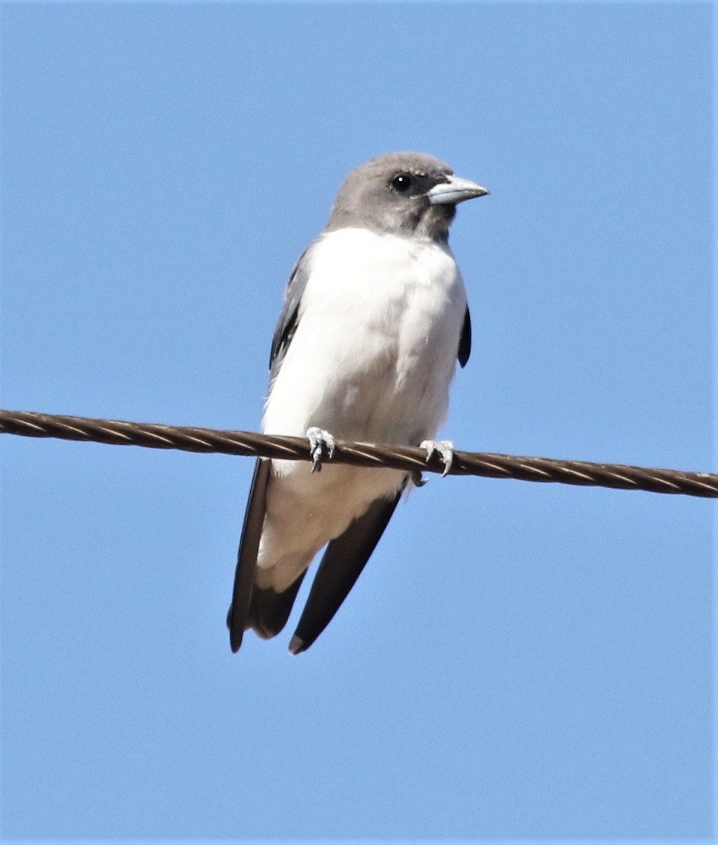 White-breasted Woodswallow - ML425625301