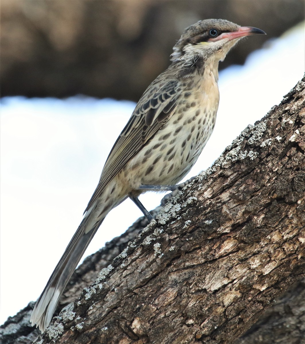 Spiny-cheeked Honeyeater - ML425625311