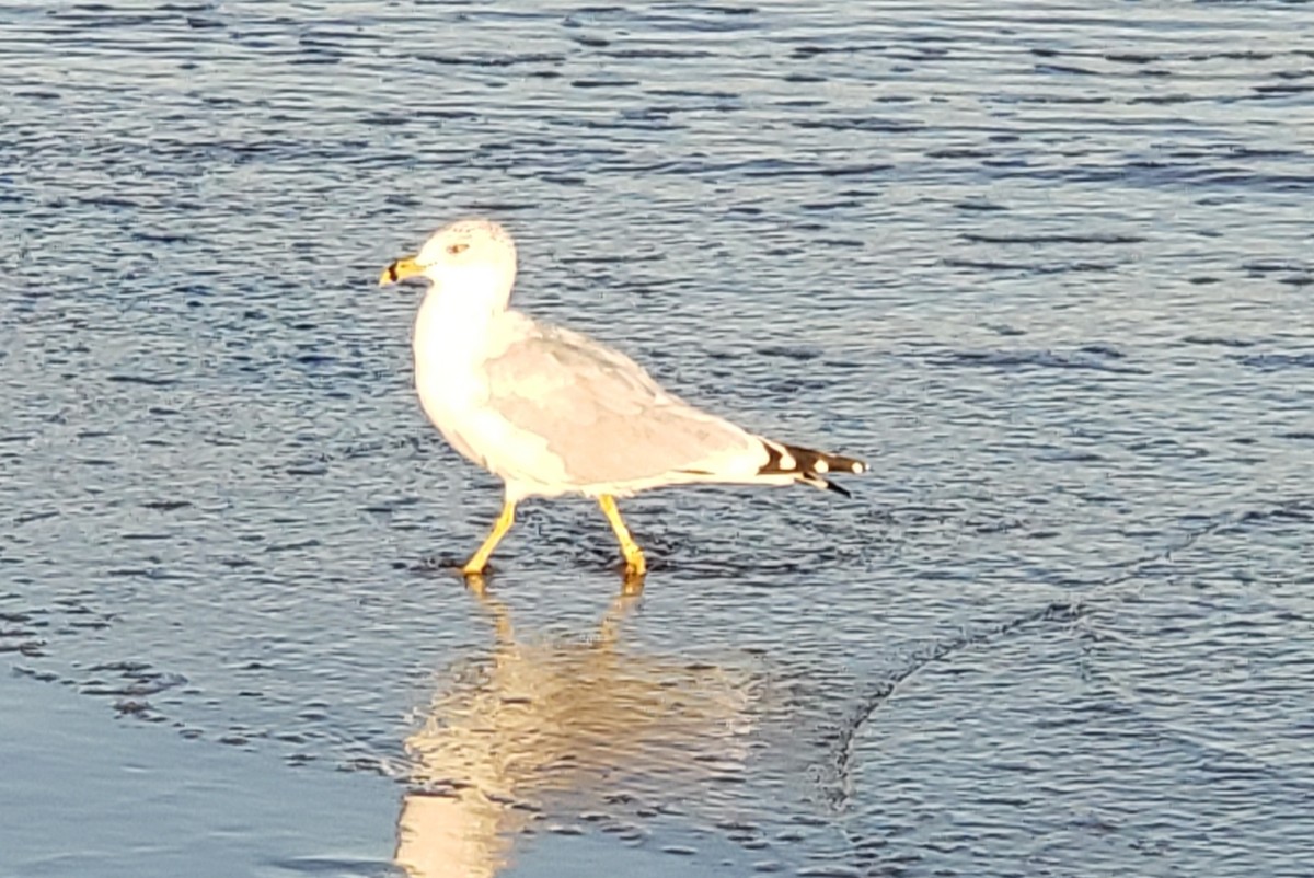 Ring-billed Gull - ML425625741