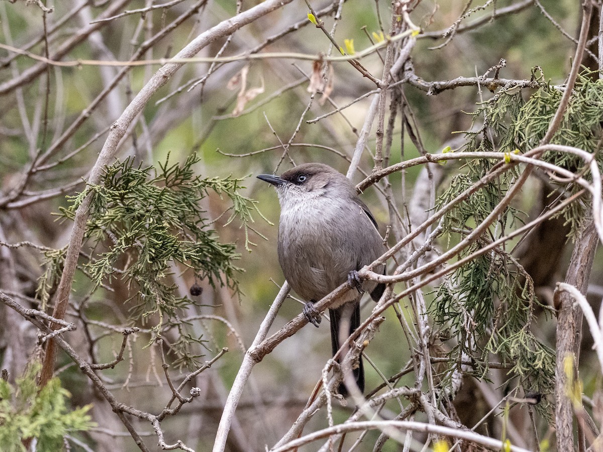 pěnice jemenská - ML425626231