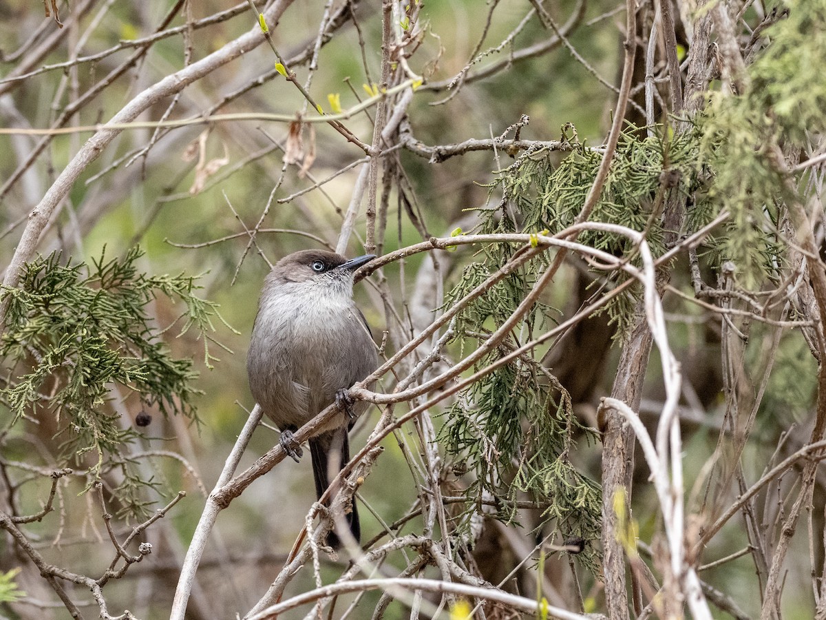 pěnice jemenská - ML425626301