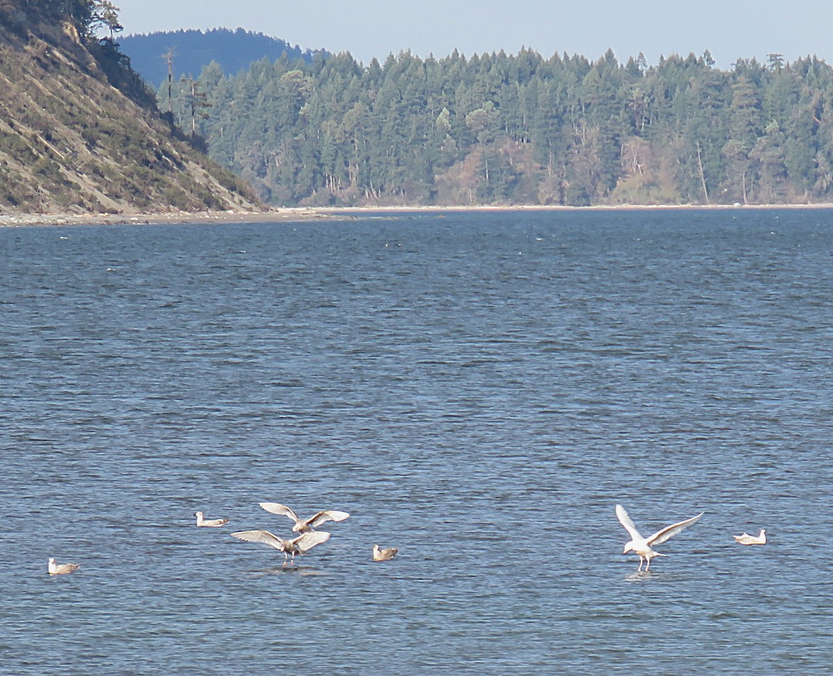 Glaucous Gull - ML425628111