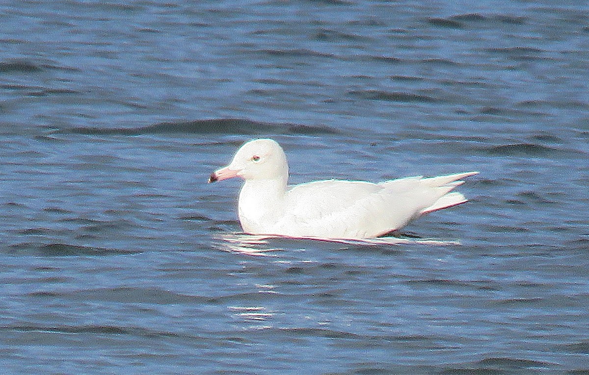 Glaucous Gull - ML425628141