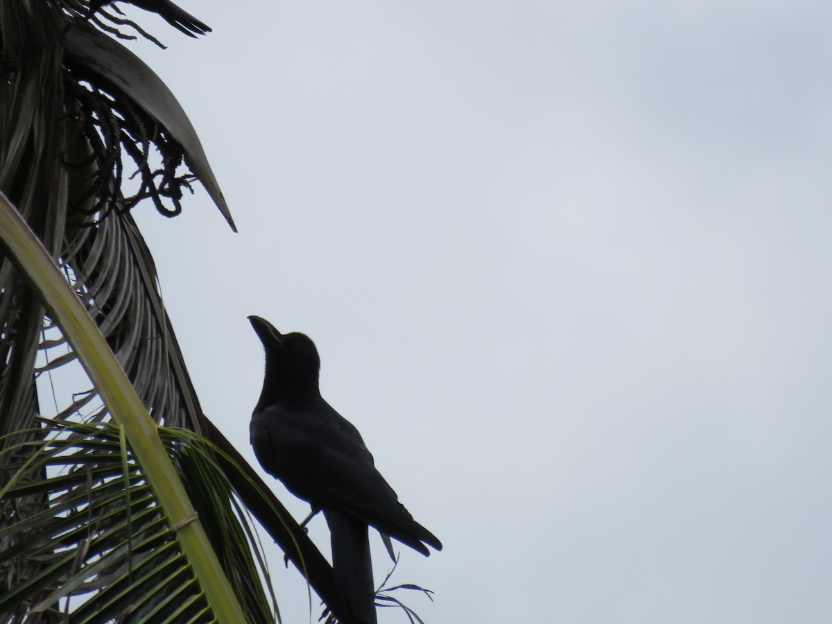 Large-billed Crow - Gaye Beckwith