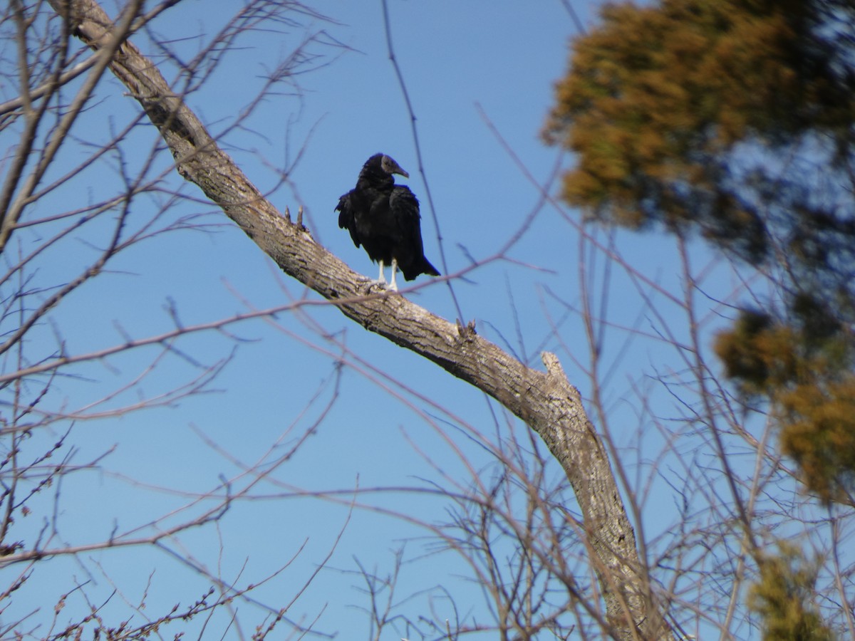 Black Vulture - ML425630271