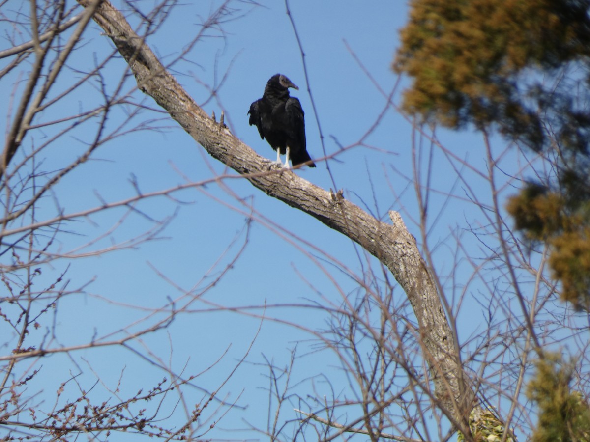 Black Vulture - ML425630281