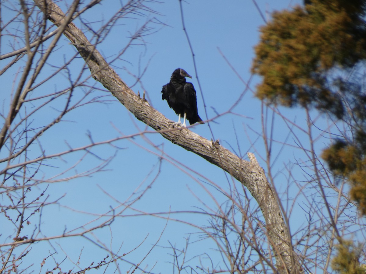 Black Vulture - ML425630291