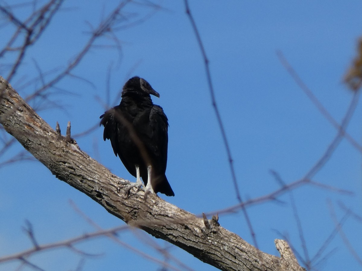 Black Vulture - ML425630311