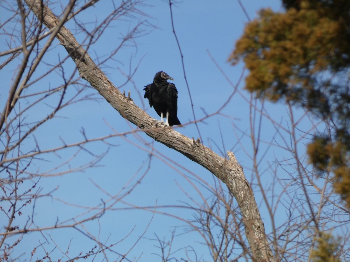 Black Vulture - ML425630321