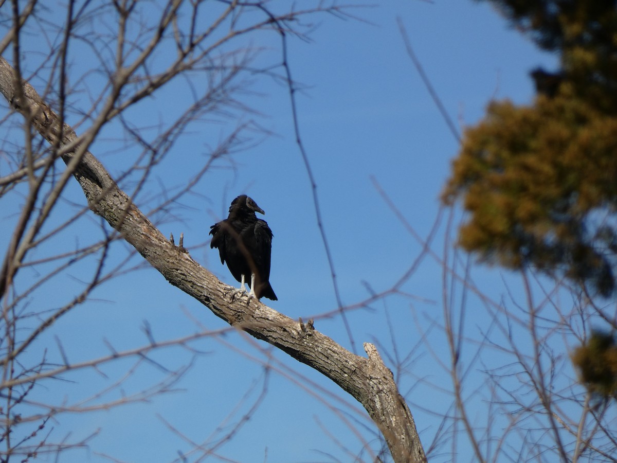 Black Vulture - ML425630331