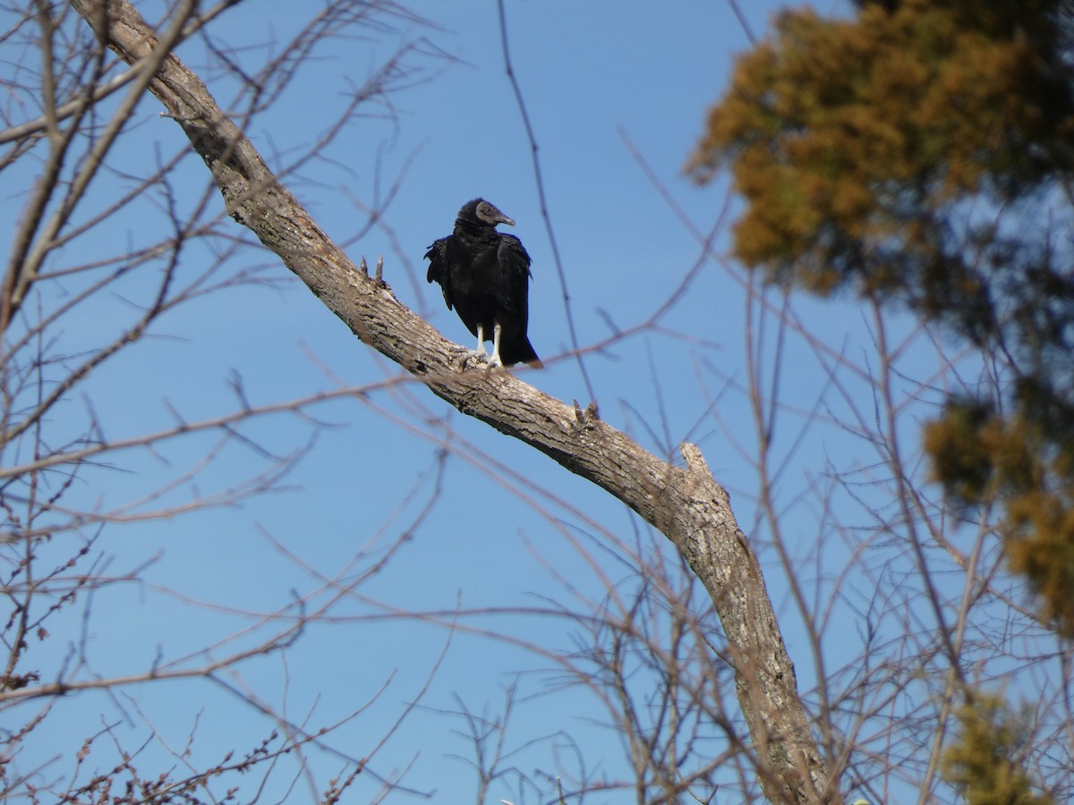 Black Vulture - ML425630341