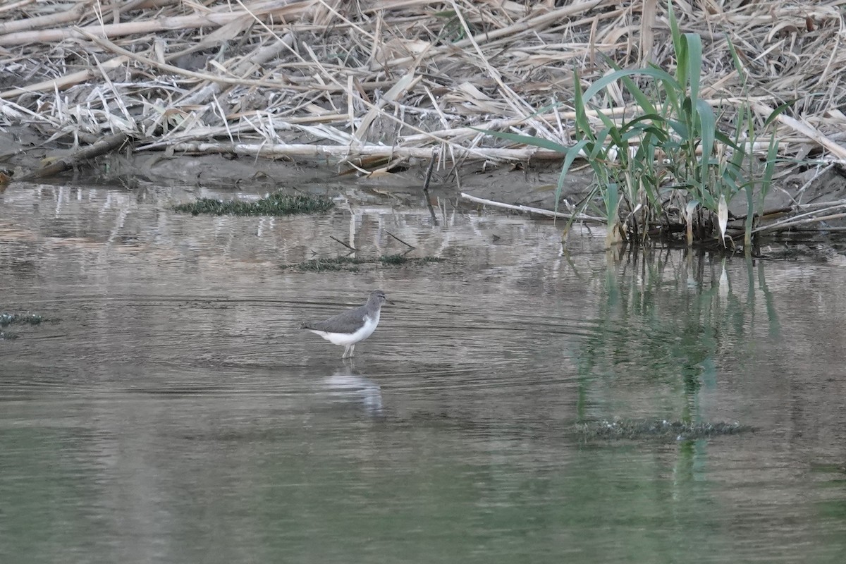 Spotted Sandpiper - ML425630461