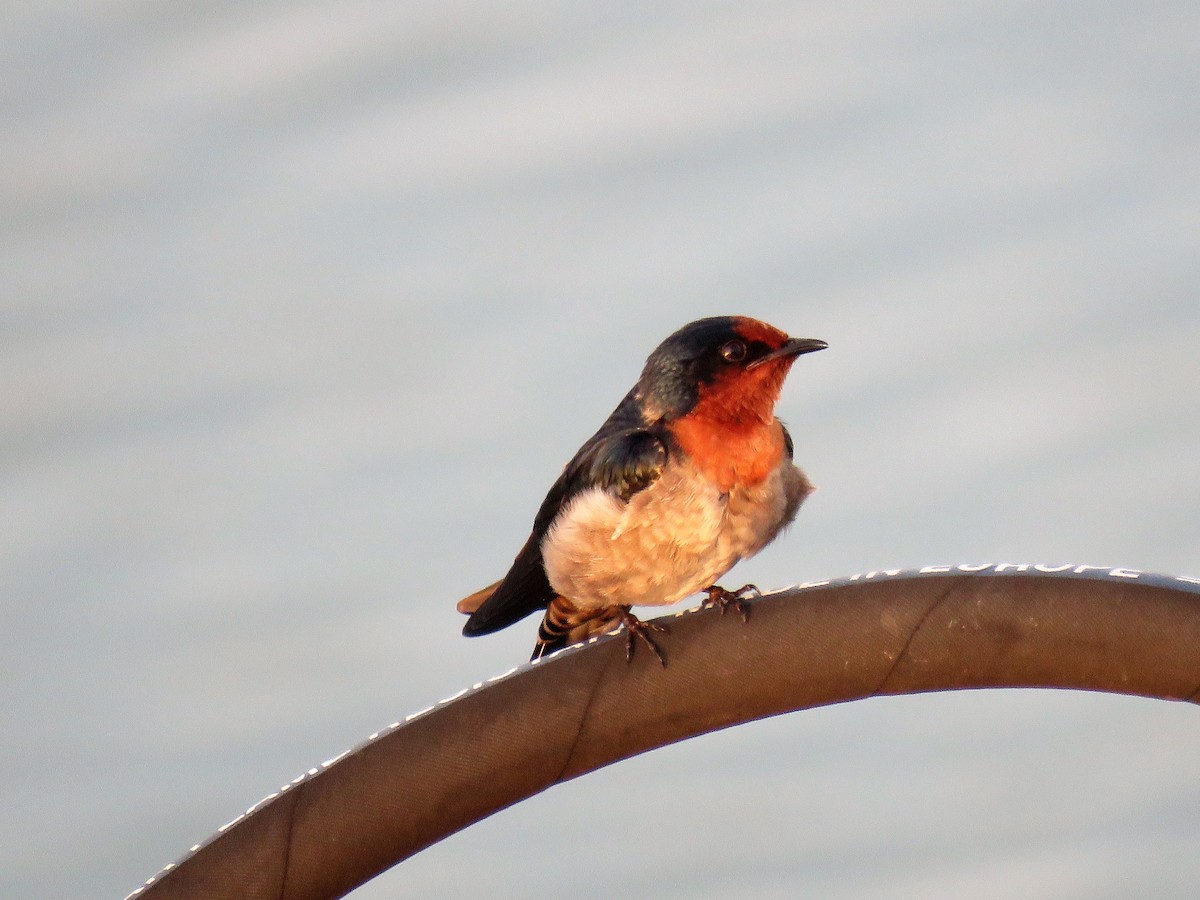 Pacific Swallow - ML42563081