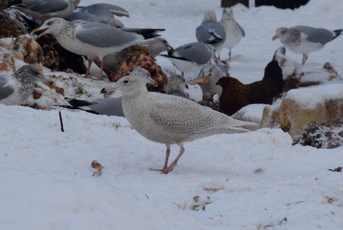 Glaucous Gull - ML42563101