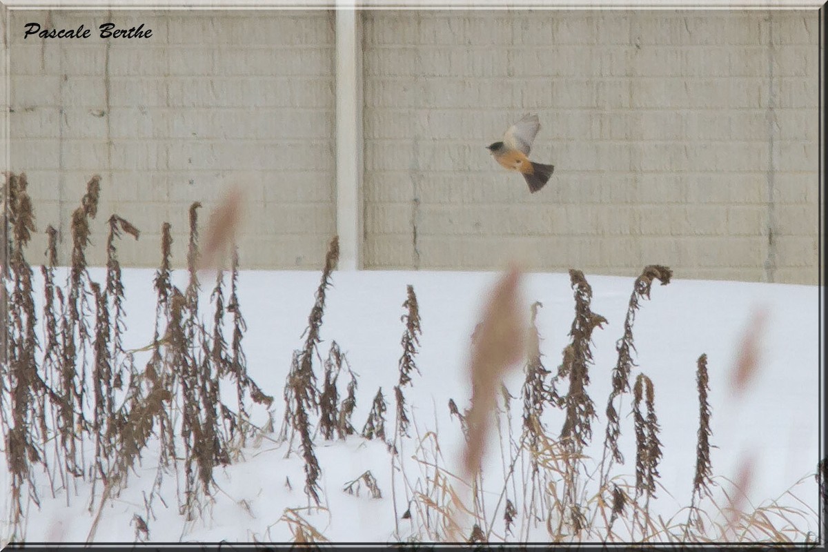 Say's Phoebe - ML42563341