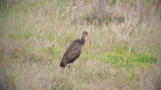 Limpkin - ML425634251