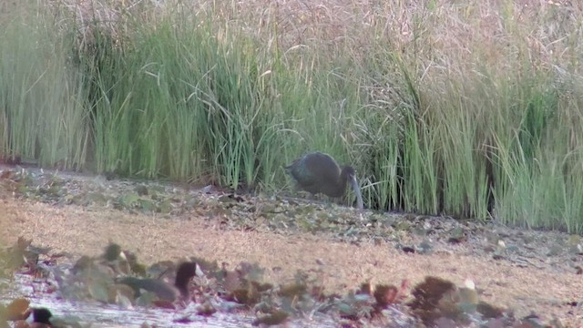 Glossy Ibis - ML425637321