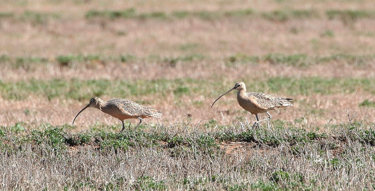 Long-billed Curlew - ML425638871