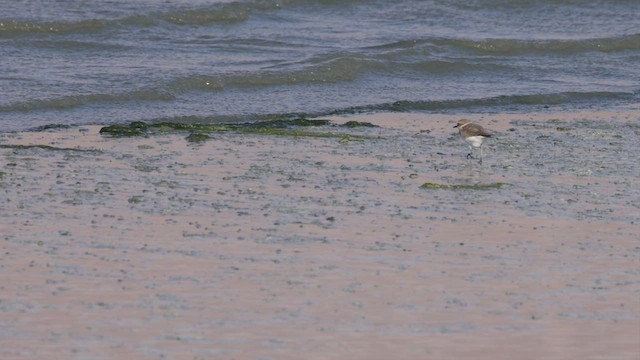 Морской зуёк (alexandrinus/nihonensis) - ML425639601