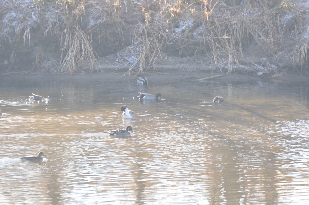 Gadwall x Mallard (hybrid) - ML425640521