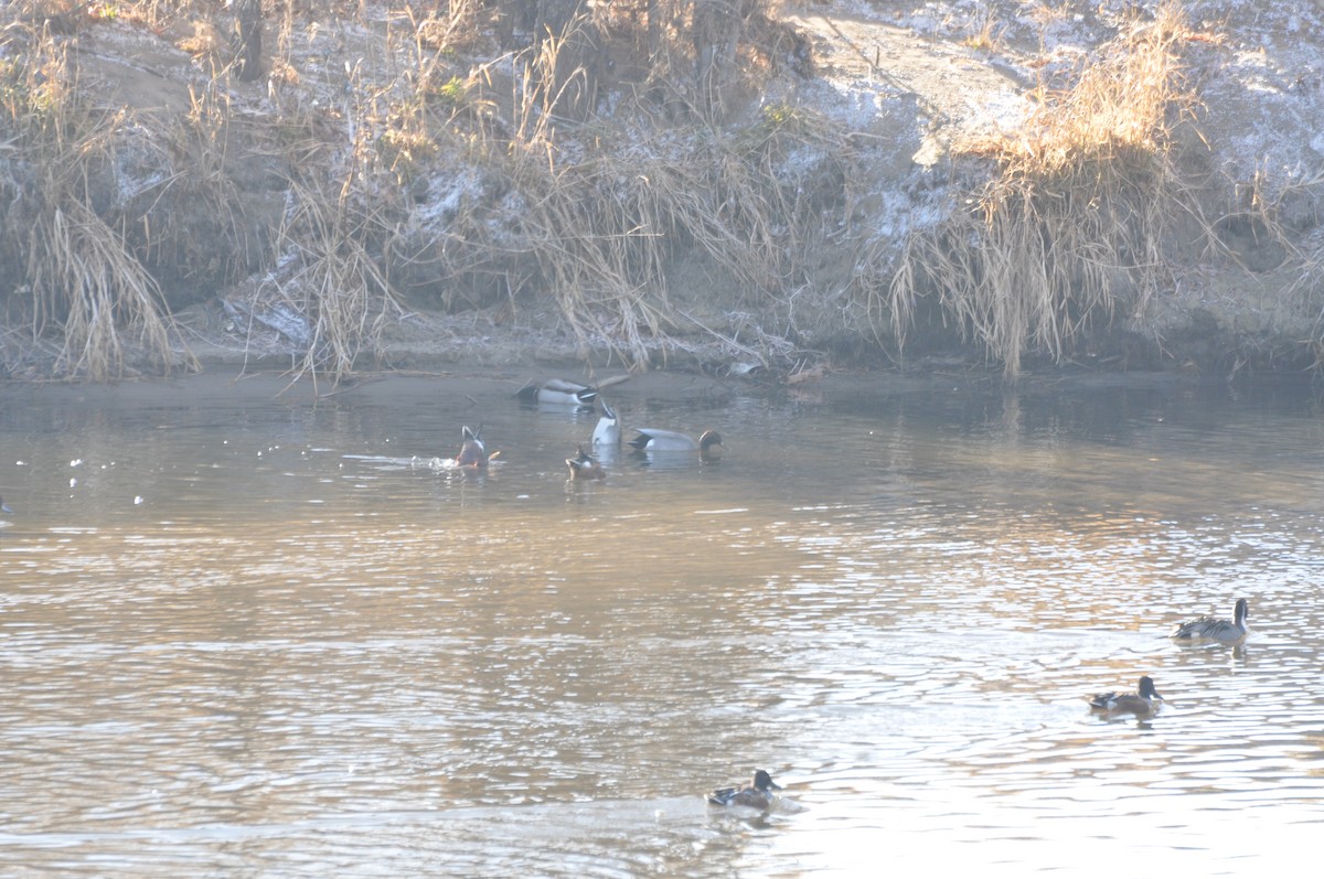 Gadwall x Mallard (hybrid) - ML425640531